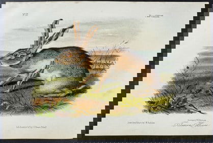 Audubon - Texan Hare. 133