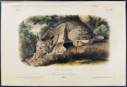 Audubon - Canada Lynx. 16