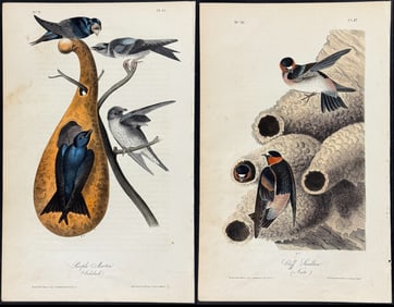 Audubon - 7 Swallow, Swift, & Martin Lithographs