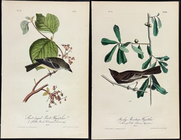 Audubon - 6 Flycatcher Lithographs