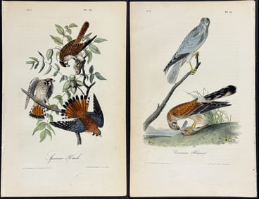 Audubon - 4 Hawk & Harrier Lithographs