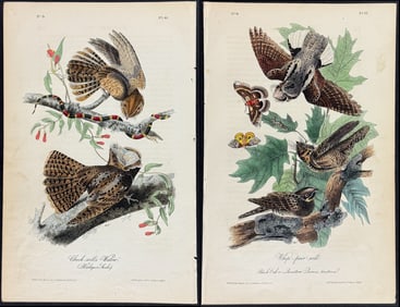 Audubon - Pair of Bird Lithographs