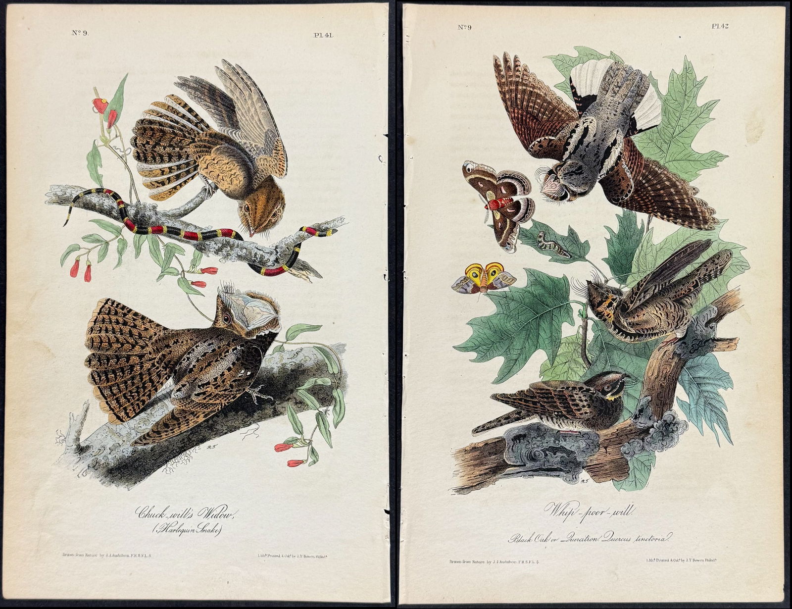 Audubon - Pair of Bird Lithographs (1 of 3)