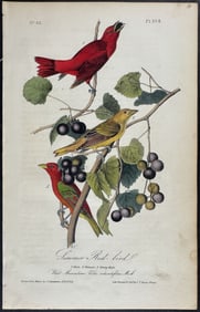 Audubon - Summer Red-bird. 208