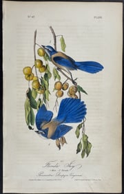 Audubon - Florida Jay. 233