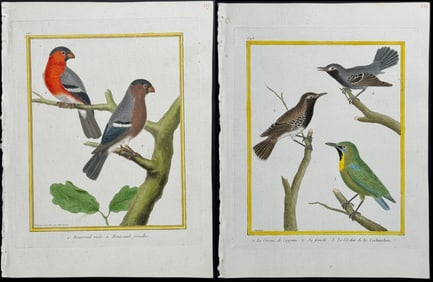 Martinet & Buffon - 6 Bird Engravings