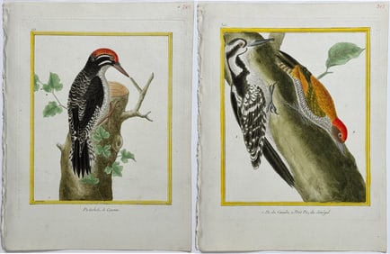 Martinet & Buffon - 6 Woodpecker Engravings