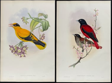 Gould - 4 Bird Lithographs (Oriole)