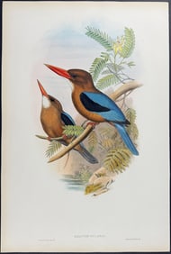 Gould - Manilla Kingfisher