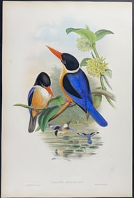 Gould - Black-capped Kingfisher