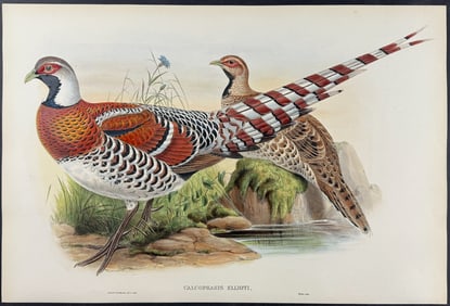 Gould - Elliot's Pheasant