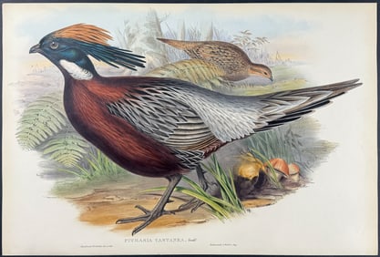 Gould - Kafiristan Pucras Pheasant