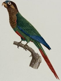 Barraband - Parrot. 16