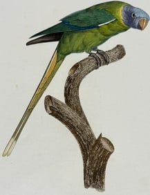 Barraband - Parrot. 76