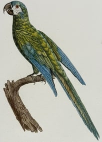 Barraband - Parrot. 9