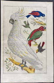 Seba - Cockatoo, Parrot, Birds. 59
