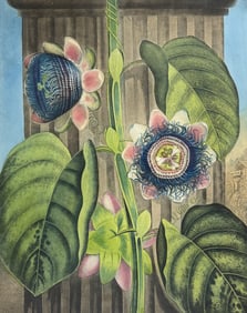 Thornton, Folio - Quadrangular Passion Flower