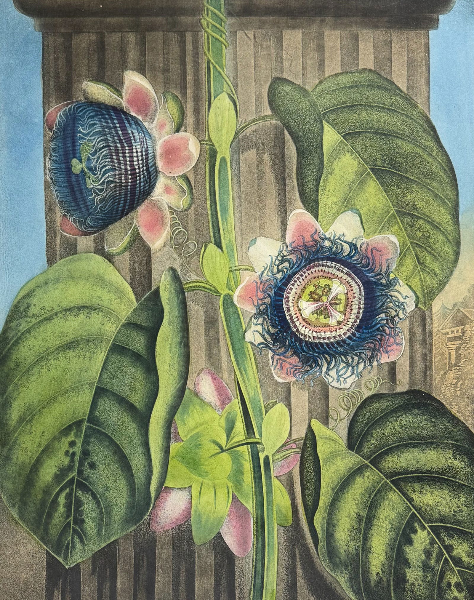 Thornton, Folio - Quadrangular Passion Flower: This dramatic large folio botanical engraving is from Dr. Robert John Thornton?s work New Illustration of the Sexual System of Carolus Von Linnaeus...and the Temple of Flora, or Garden of Nature. This