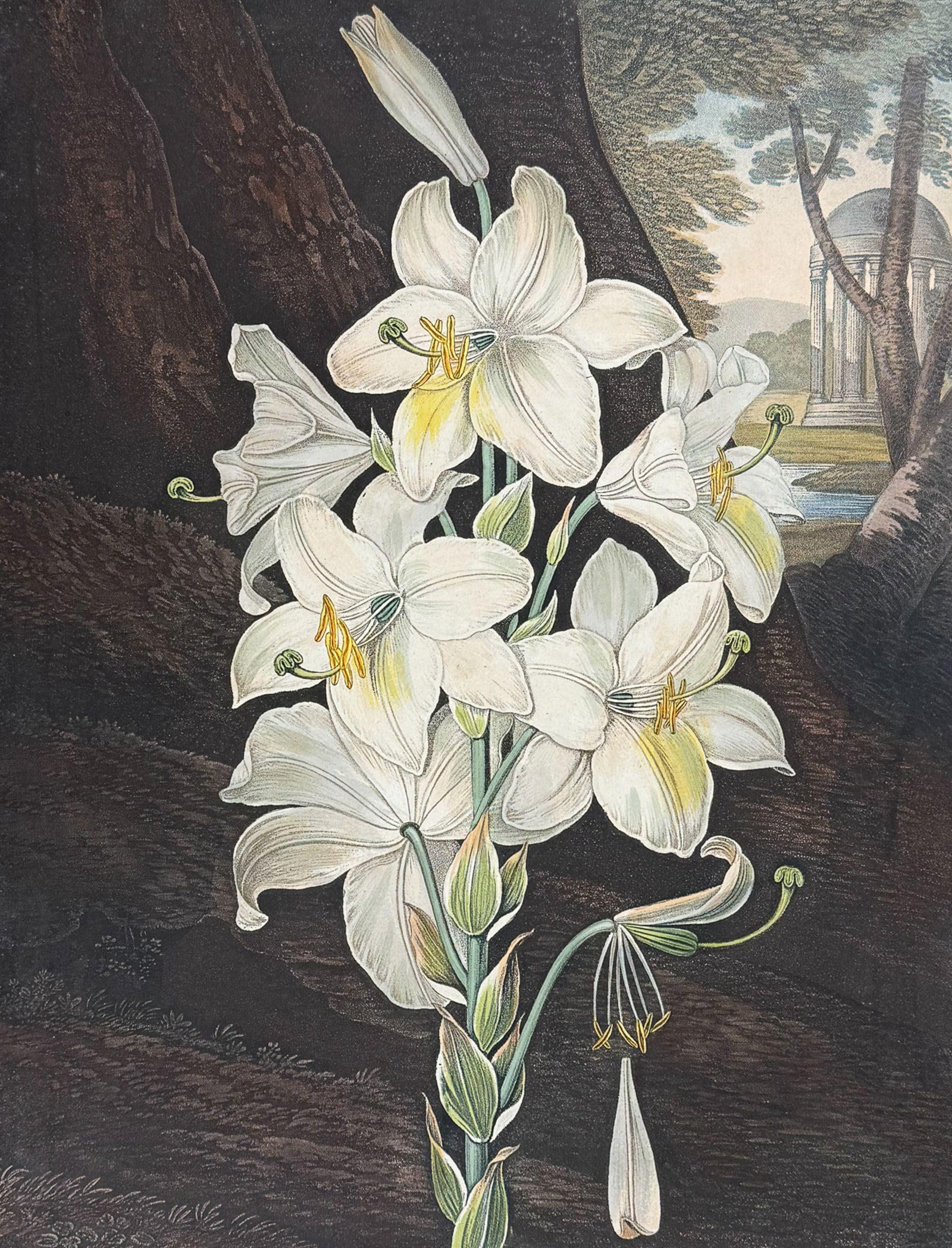 Thornton, Folio - White Lily: This dramatic large folio botanical engraving is from Dr. Robert John Thornton?s work New Illustration of the Sexual System of Carolus Von Linnaeus...and the Temple of Flora, or Garden of Nature. This