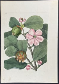 Catesby - Balsam Tree. 99