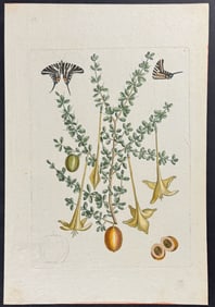 Catesby - Zebra Swallow-Tail Butterfly with Prickly Apple. 100