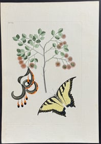 Catesby - Swallow-Tail with Acacia (Cat?s Claw). 97