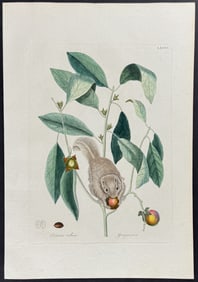 Catesby - Flying Squirrel with Persimmon. 76