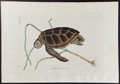 Catesby - Green Turtle with Turtle Grass. 38