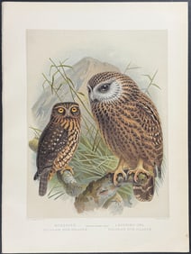 Buller, New Zealand - Morepork & Laughing-Owl