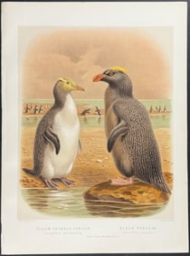 Buller, New Zealand - Yellow-crowned Penguin & Black Penguin