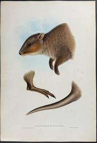 Gould, Australia - Short-tailed Wallaby