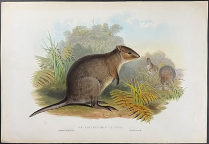 Gould, Australia - Short-tailed Wallaby