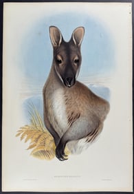 Gould, Australia - Bennett's Wallaby or Red-necked Wallaby