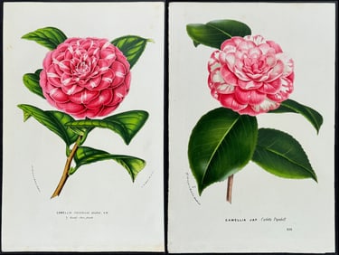 Van Houtte - 4 Camellia Prints