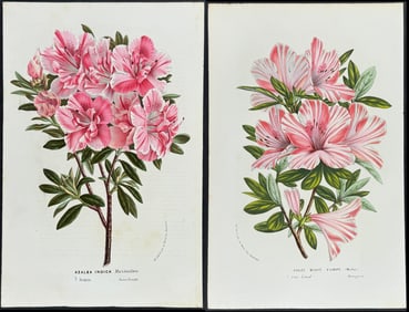 Van Houtte - 4 Azalea Prints