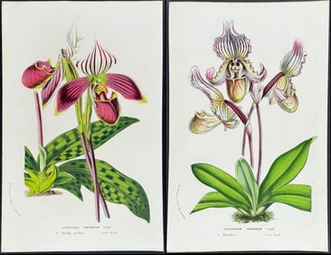 Van Houtte - 6 Orchid Prints