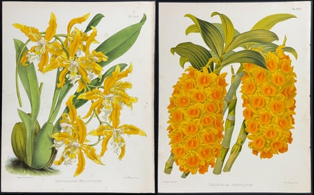 Warner - 5 Orchid Lithographs