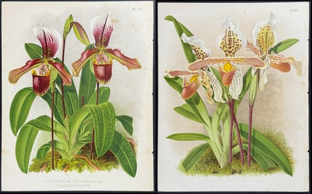 Warner - 4 Orchid Lithographs