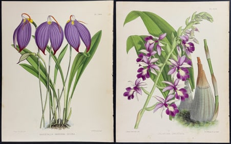 Warner - 6 Orchid Lithographs