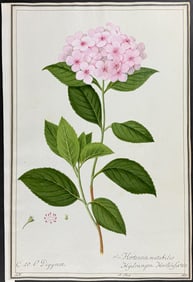 Original Watercolor of Butterfly Rose (Hortensia mutabilis) after Ledel (according to Linnaeus