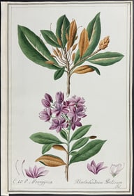 Original Watercolor of Rhododendrum Ponticum after Herz (according to Linnaeus system)