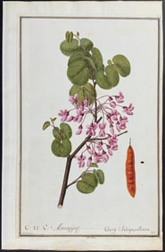 Original Watercolor of Judas Tree (Cercis Siliquastrum) after Ledelmaier (according to Linnaeus