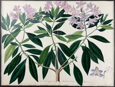 Original Watercolor of Rhododendron Ponticum after Herz (according to Linnaeus system)