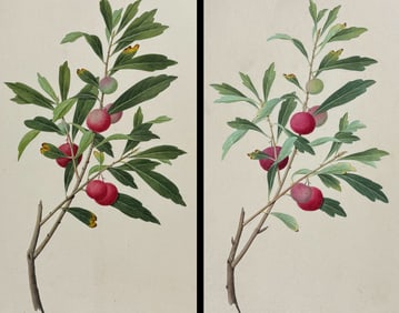Pair of Original Watercolors of Yangmei Fruit (Myrica rubra)