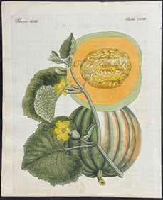 Bertuch - Melon or Cantelope. 123