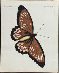 Bertuch - Butterfly. 64