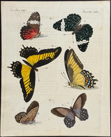 Bertuch - Butterflies. 55