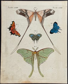 Bertuch - Luna Moth Moth & Butterflies. 68