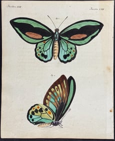 Bertuch - Birdwing Moth. 62