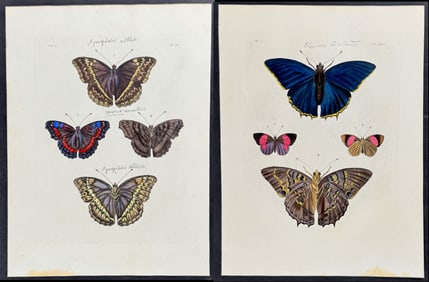 Drury - Pair of Butterfly Engraving